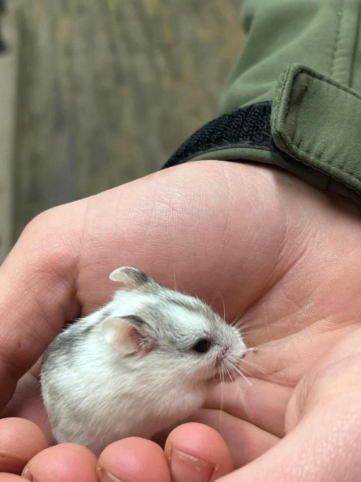 Chinese Dwerghamster | Jonge hamsters | Goed tam te maken, Dieren en Toebehoren, Knaagdieren, Meerdere dieren, Hamster, Oktober