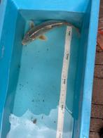 Japanse koi mukashi ogon, Karper of Koi