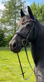 Hoofdstel rode glitter full, Dieren en Toebehoren, Paarden en Pony's | Hoofdstellen en Tuigage, Ophalen of Verzenden, Zo goed als nieuw