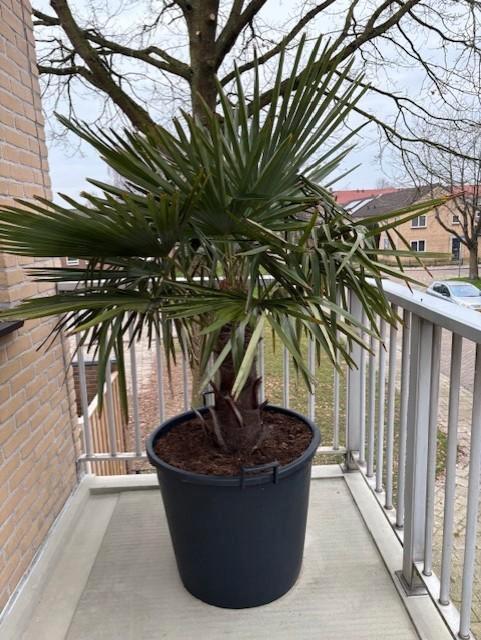 palmboom, Tuin en Terras, Planten | Bomen, Palmboom, 100 tot 250 cm, Volle zon, Zomer, In pot, Ophalen