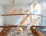 Verschillende kanaries, Meerdere dieren, Kleurkanarie