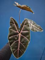 Alocasia Longiloba Purple Veins p12 (3), Huis en Inrichting, Kamerplanten, Ophalen of Verzenden, Halfschaduw, Minder dan 100 cm