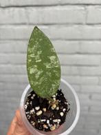 Hoya caudata Gold, Huis en Inrichting, Ophalen of Verzenden, Overige soorten, Minder dan 100 cm