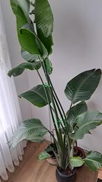 Kamer plant, Huis en Inrichting, Kamerplanten, Ophalen of Verzenden, Halfschaduw, Minder dan 100 cm