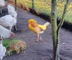 Te koop span gele goudfazanten op kleur, Dieren en Toebehoren, Pluimvee, Meerdere dieren, Eend