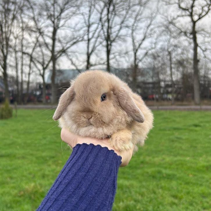 De liefste jonge konijntjes! Nederlandse Hangoordwerg NHD, Dieren en Toebehoren, Konijnen, Dwerg, Meerdere dieren, 0 tot 2 jaar