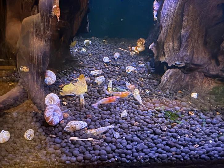 Caridina Ghost bee garnalen, Dieren en Toebehoren, Vissen | Aquariumvissen, Kreeft, Krab of Garnaal