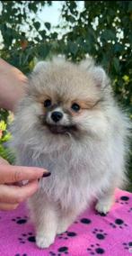 Pomeriaan/Pomeranian mini teefje pup/Nl, Dieren en Toebehoren, Particulier, Rabiës (hondsdolheid), Keeshond, Teef