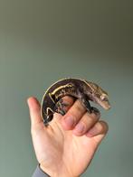 Wimpergekko man, Ophalen, Zo goed als nieuw, Terrarium of Paludarium