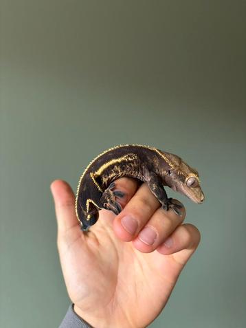 Wimpergekko man beschikbaar voor biedingen