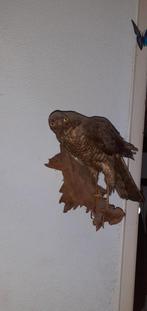 Opgezette Sperwer op Houten Plaat, Antiek en Kunst, Ophalen of Verzenden