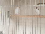 Japanse meeuwen, Dieren en Toebehoren, Vogels | Overige Vogels, Meerdere dieren, Tropenvogel, Geringd