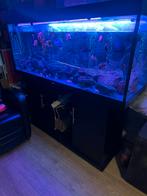 Juwel aquarium inclusief vissen, Dieren en Toebehoren, Ophalen of Verzenden, Zo goed als nieuw, Gevuld zoetwateraquarium