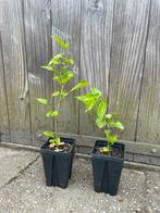 Dwergmoerbei ‘Gerardi dwarf’, Ophalen of Verzenden, Minder dan 100 cm, In pot, Overige soorten