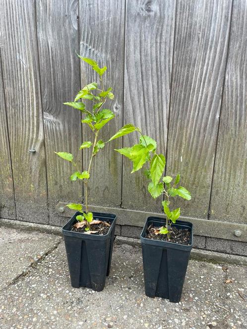 Dwergmoerbei ‘Gerardi dwarf’, Tuin en Terras, Planten | Fruitbomen, Overige soorten, Minder dan 100 cm, In pot, Ophalen of Verzenden