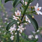 Eriostemon myoporoides Wasbloem Citoen geur Orangerieplant, Overige soorten, Volle zon, Vaste plant, Ophalen of Verzenden