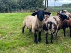Suffolk ram te koop, Dieren en Toebehoren, Schapen, Geiten en Varkens, Mannelijk, Schaap