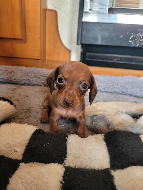 Korthaar Kaninchen teckel pup reutje, Dieren en Toebehoren, Honden | Teckels en Dashonden, Reu, Korthaar, Kaninchen, Fokker | Hobbymatig