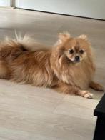 Pomeriaan/pomchi Pup Lola 8 maanden (teefje), Dieren en Toebehoren, Honden | Chihuahua's en Gezelschapshonden, 15 weken tot 1 jaar