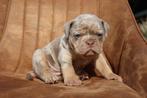 Uniek gekleurde old English bulldog pups, Dieren en Toebehoren, Bulldog, 8 tot 15 weken, Meerdere dieren, Nederland
