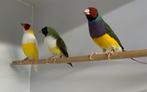 PRIJS VERLAAGD RK WB geel EF/RK PB gr, v ZK WB gr (spl bl), Meerdere dieren, Tropenvogel