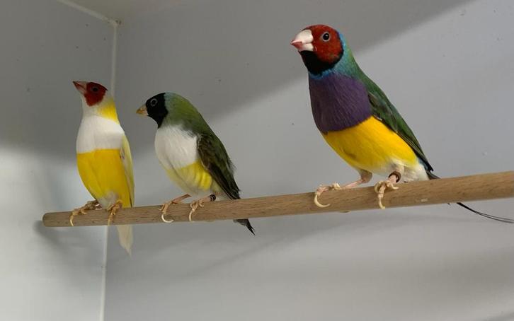 PRIJS VERLAAGD RK WB geel EF/RK PB gr, v ZK WB gr (spl bl), Dieren en Toebehoren, Vogels | Overige Vogels, Tropenvogel, Meerdere dieren