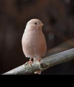 Bruinpastel gele poppen om te ruilen 2025, Dieren en Toebehoren, Vogels | Overige Vogels, Vrouwelijk, Wildzangvogel, Geringd