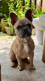 Franse bulldog bijna 7 maanden, Rabiës (hondsdolheid), 15 weken tot 1 jaar, Reu, Bulldog