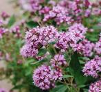 Origanum Vulgare Wilde Marjolein zaden, Ophalen of Verzenden, Volle zon
