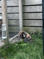 Dwergkonijn (leeuwenkop) te koop van 2 jaar, Dieren en Toebehoren, Konijnen, Mannelijk, Dwerg, Hangoor, 0 tot 2 jaar