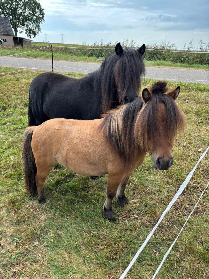 2 lieve shetland pony’s van 7 jaar jong, Dieren en Toebehoren, Pony's, Merrie, A pony (tot 1.17m), 0 tot 2 jaar