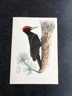 9 prenten zangvogels 16,5x24 cm samen 17 euro oa pestvogel, Natuur en Biologie, Ophalen of Verzenden