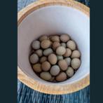 Chinese dwergkwartel broedeieren, Dieren en Toebehoren, Ophalen of Verzenden, Nieuw, Overige typen