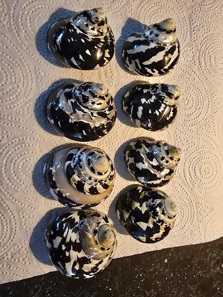 Nog wat mooiee gepolijste Turbo slakken( tijger motief), Sieraden, Tassen en Uiterlijk, Bedels, Nieuw, Overige merken, Overige materialen