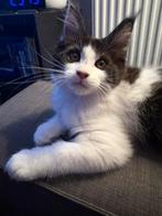 Main Coon kitten, Dieren en Toebehoren, Katten en Kittens | Raskatten | Langhaar, Poes, Gechipt, 0 tot 2 jaar