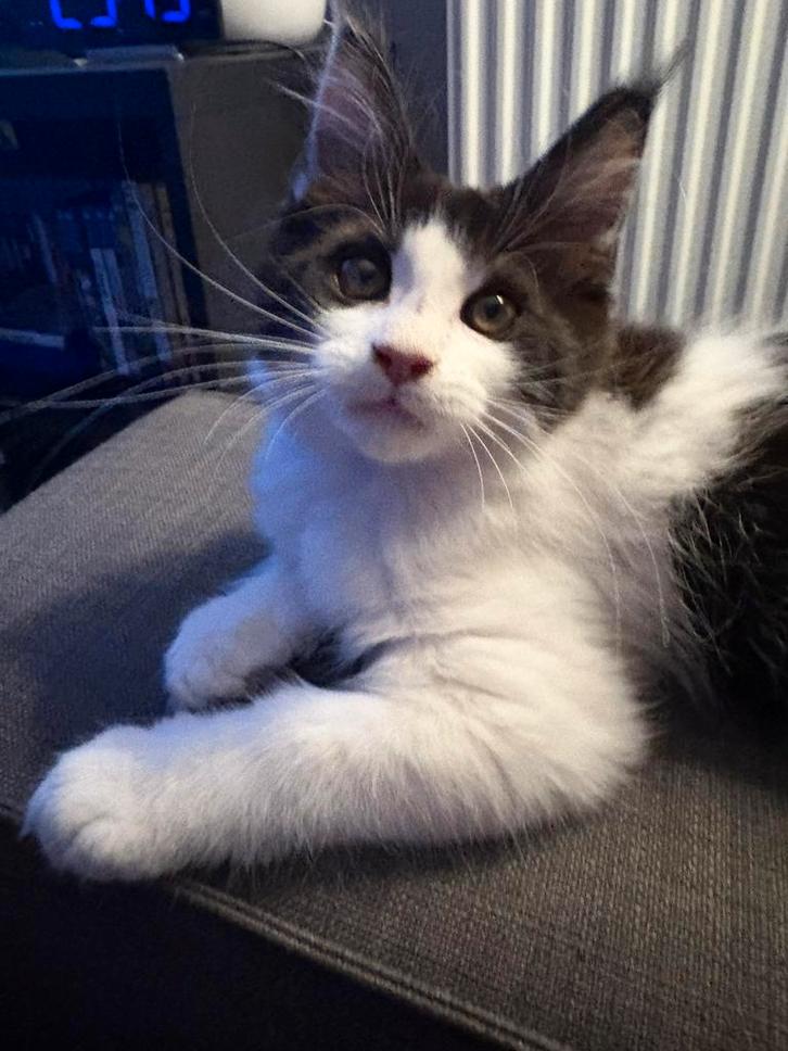 Main Coon kitten, Dieren en Toebehoren, Katten en Kittens | Raskatten | Langhaar, Poes, 0 tot 2 jaar, Gechipt, Ontwormd, Ingeënt