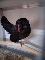 Mooie antwerpse baardkriel hen, Dieren en Toebehoren, Vogels | Overige Vogels, Vrouwelijk, Geringd