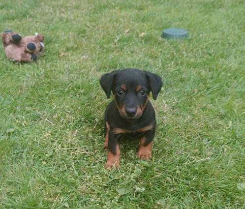 Reutje jack russell jackrussel pup mag het nest verlaten!, Dieren en Toebehoren, Honden | Jack Russells en Terriërs, Meerdere dieren
