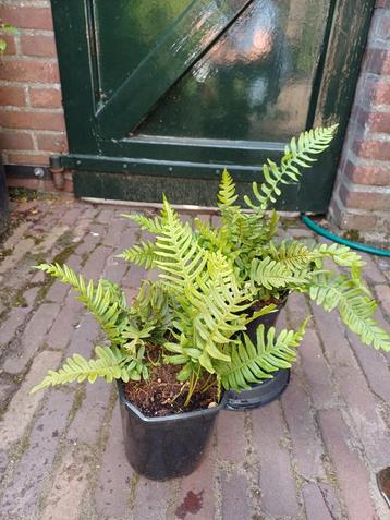 Polypodium Vulgare (Eikvaren) beschikbaar voor biedingen
