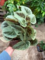 Begonia burkillii 'Silver Edge' - Nieuw & Bijzonder!, Huis en Inrichting, Kamerplanten, Ophalen of Verzenden