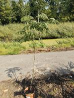 Albizia julibrissin Rosea, 100 tot 250 cm, Dakboom, Zomer, Ophalen