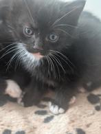 Mooie kittens, Dieren en Toebehoren, Katten en Kittens | Overige Katten