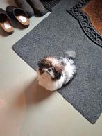 Boomer pup, 15 weken tot 1 jaar, Eén hond, Nederland, Particulier