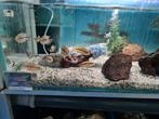Cichlasoma Salvini Cichliden, Dieren en Toebehoren, Vissen | Aquariumvissen, Vis, Zoetwatervis