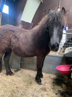 Shetland pony’s te koop, Dieren en Toebehoren, Pony's, Merrie, Recreatiepony