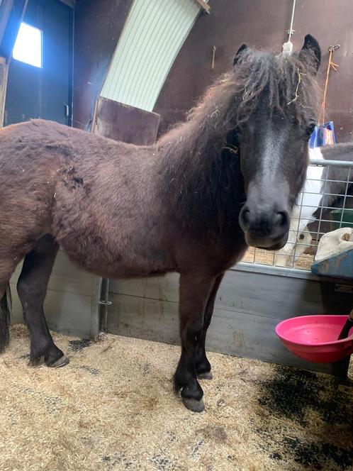 Shetland pony’s te koop, Dieren en Toebehoren, Pony's, Merrie, Recreatiepony