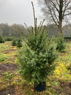 Kerstbomen, Picea Omorika in pot, Tuin en Terras, Planten | Bomen, In pot, Bloeit niet, Minder dan 100 cm, Overige soorten