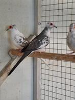 Bonte diamantduifjes, Meerdere dieren, Tropenvogel