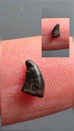 Dromaeosaur tand dino, Verzamelen, Mineralen en Fossielen, Ophalen of Verzenden, Fossiel