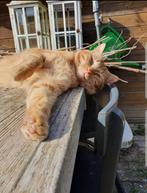 VERMIST! Rooie kater kenny, Dieren en Toebehoren, Kat